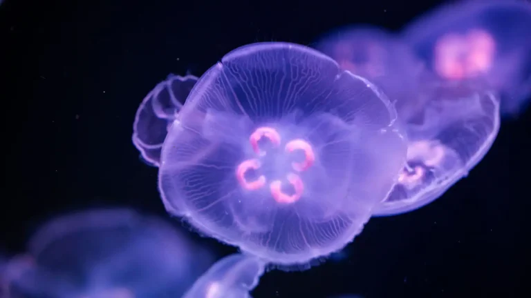 glowing-jellyfish.webp