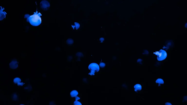 jellyfish.webp